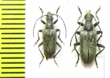 Gnathacmaeops brachypterus  Kazakhstan - INSECTS-STORE.RU