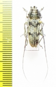 Prosopocera sp.  South Africa Rep. - INSECTS-STORE.RU