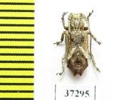 Cerambycidae sp.  South Africa Rep. - INSECTS-STORE.RU