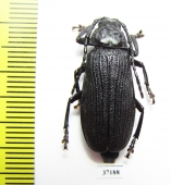 Prioninae sp.  South Africa Rep. - INSECTS-STORE.RU