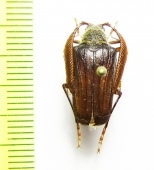 Pogonarthron minutum, male  Iran, Lorestan prov. - INSECTS-STORE.RU