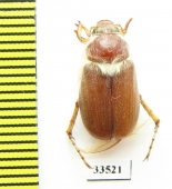 Chioneosoma senex  Kazakhstan - INSECTS-STORE.RU