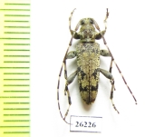 Cerambycidae sp.  Vietnam - INSECTS-STORE.RU