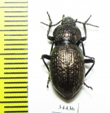 Tenebrionidae sp.  Australia - INSECTS-STORE.RU