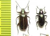 Tenebrionidae sp.  Malaysia, Borneo - INSECTS-STORE.RU