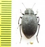 Earophanta pubescens  Kazakhstan - INSECTS-STORE.RU