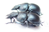 Lethrus kentauensis, pair  Kazakhstan - INSECTS-STORE.RU