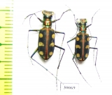 Cicindelinae sp., pair  Malaysia, Borneo - INSECTS-STORE.RU