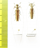 Hippopsis lemniscata  Bolivia - INSECTS-STORE.RU