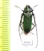 Monochamus guerryi  China, Yunnan prov. - INSECTS-STORE.RU