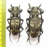 Lamiomimus gottschei  Russia, Far East - INSECTS-STORE.RU