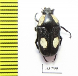 Bisallardiana decorticata  Australia - INSECTS-STORE.RU