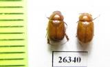 Melolonthinae sp.  Oman - INSECTS-STORE.RU