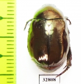 Rutelinae sp.  Malaysia, Borneo - INSECTS-STORE.RU