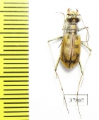 Cephalota elegans v. volgensis  Russia, Astrakhan reg. - INSECTS-STORE.RU