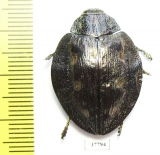 Polybothris sparsula  Madagascar - INSECTS-STORE.RU