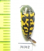 Acmaeodera auritincta  USA - INSECTS-STORE.RU