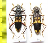 Cerambycidae sp., pair  Malawi - INSECTS-STORE.RU