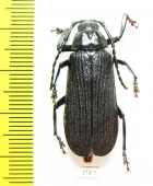 Prioninae sp.  South Africa Rep. - INSECTS-STORE.RU