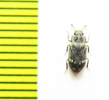 Trachypholis variegatus  Russia, Far East - INSECTS-STORE.RU