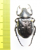 Gnorimus variabilis, male  Moldova - INSECTS-STORE.RU