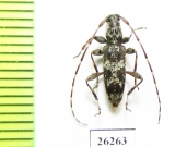 Cerambycidae sp.  Vietnam - INSECTS-STORE.RU