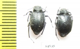 Earophanta pubescens  Kazakhstan - INSECTS-STORE.RU