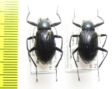 Plesiophthalmus nigrocyaneus nigrocyaneus  Japan - INSECTS-STORE.RU