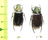 Amphicoma regeli  Kazakhstan - INSECTS-STORE.RU