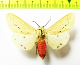 Erebidae sp.  Laos - INSECTS-STORE.RU