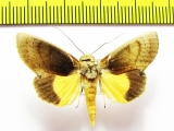 Noctuidae sp.  Bolivia - INSECTS-STORE.RU