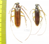 Cerambycidae sp.  Panama - INSECTS-STORE.RU