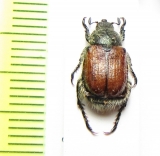 Anisoplia villosa  Czech Rep. - INSECTS-STORE.RU