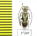 Cerambycidae sp.  South Africa Rep. - INSECTS-STORE.RU