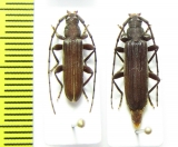 Cerambycidae sp., pair  Malawi - INSECTS-STORE.RU