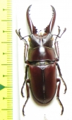 Prosopocoilus sp.  Indonesia, Sulawesi  44mm - INSECTS-STORE.RU