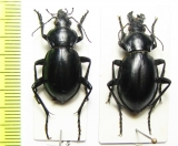 Callisthenes usgentensis, pair  Kirgizstan - INSECTS-STORE.RU