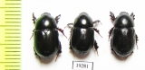 Dynastinae sp., pair  Senegal - INSECTS-STORE.RU