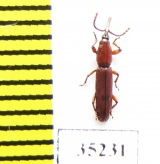 Brentidae sp.  Zambia - INSECTS-STORE.RU