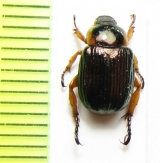 Adoretosoma citricola  Malaysia - INSECTS-STORE.RU