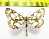 Cystidia couggaria  Russia, Far East - INSECTS-STORE.RU