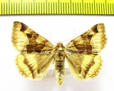 Euclidia dentata  Russia, Altai reg. - INSECTS-STORE.RU