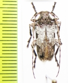 Oreodera quinquetuberculata  Bolivia - INSECTS-STORE.RU