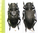 Lamia textor, pair  Russia, Tver reg. - INSECTS-STORE.RU