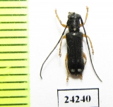 Menesia bipunctata  Russia, Tver reg. - INSECTS-STORE.RU