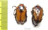 Bisallardiana variabilis, pair  Australia - INSECTS-STORE.RU