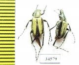 Macrodactylini sp.  Ecuador - INSECTS-STORE.RU