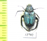 Hopliini sp.  South Africa Rep. - INSECTS-STORE.RU