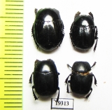 Omalodes marseuli  Paraguay - INSECTS-STORE.RU