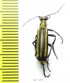 Meloidae sp.  Mexico - INSECTS-STORE.RU